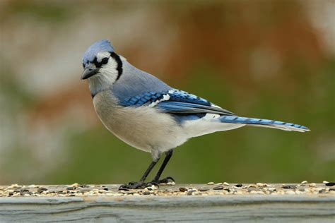 are blue jays mean birds